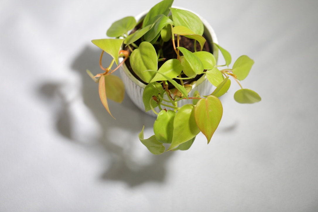 Lemon Lime Philodendron- Neon philodendron 3" inch pot - Philodendron Cordatum - Hederaceum - Lemon Lime - neon cordatum