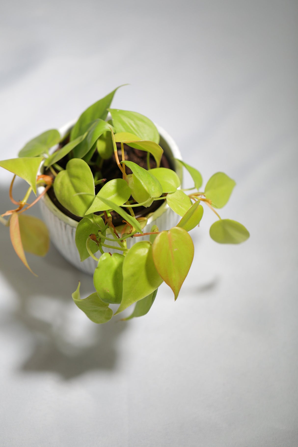 Lemon Lime Philodendron- Neon philodendron 3" inch pot - Philodendron Cordatum - Hederaceum - Lemon Lime - neon cordatum