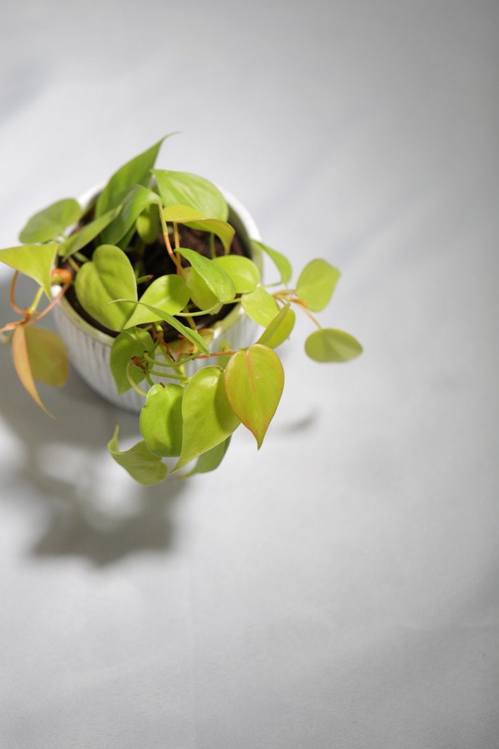 Lemon Lime Philodendron- Neon philodendron 3" inch pot - Philodendron Cordatum - Hederaceum - Lemon Lime - neon cordatum