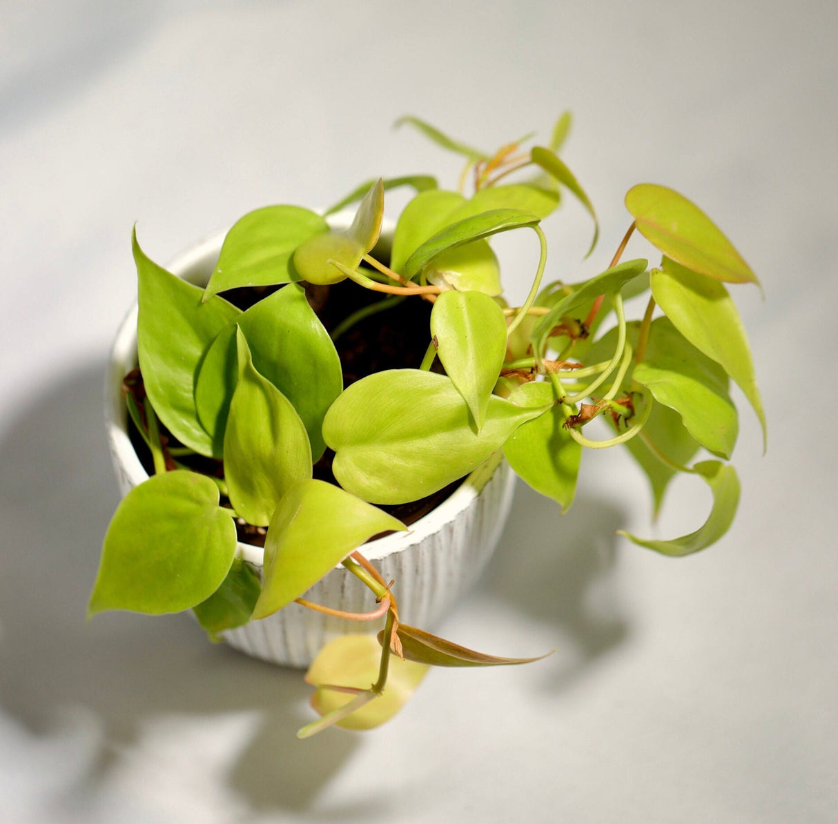 Lemon Lime Philodendron- Neon philodendron 3" inch pot - Philodendron Cordatum - Hederaceum - Lemon Lime - neon cordatum