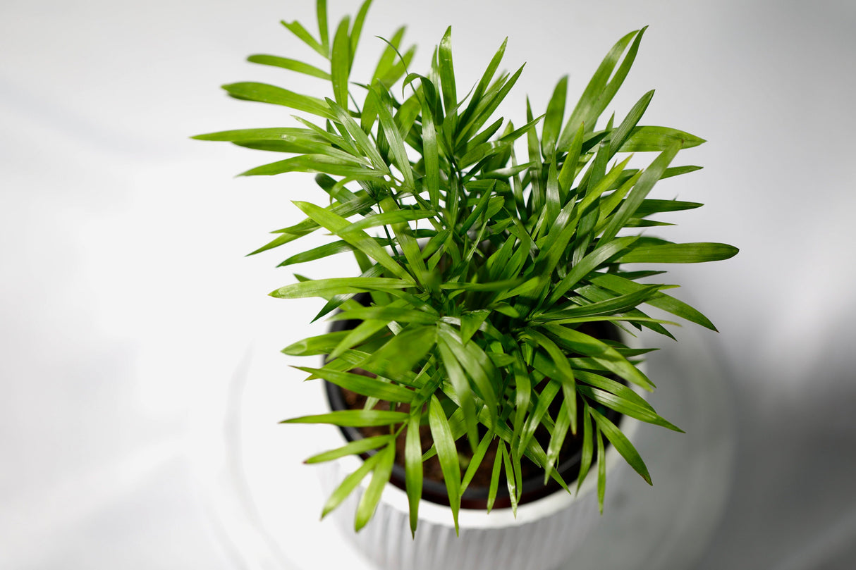 Parlour Palm Indoor Plant 3" - Easy care low light House plant - Air Purifier Plant in nursery pot - Chamaedorea Elegans