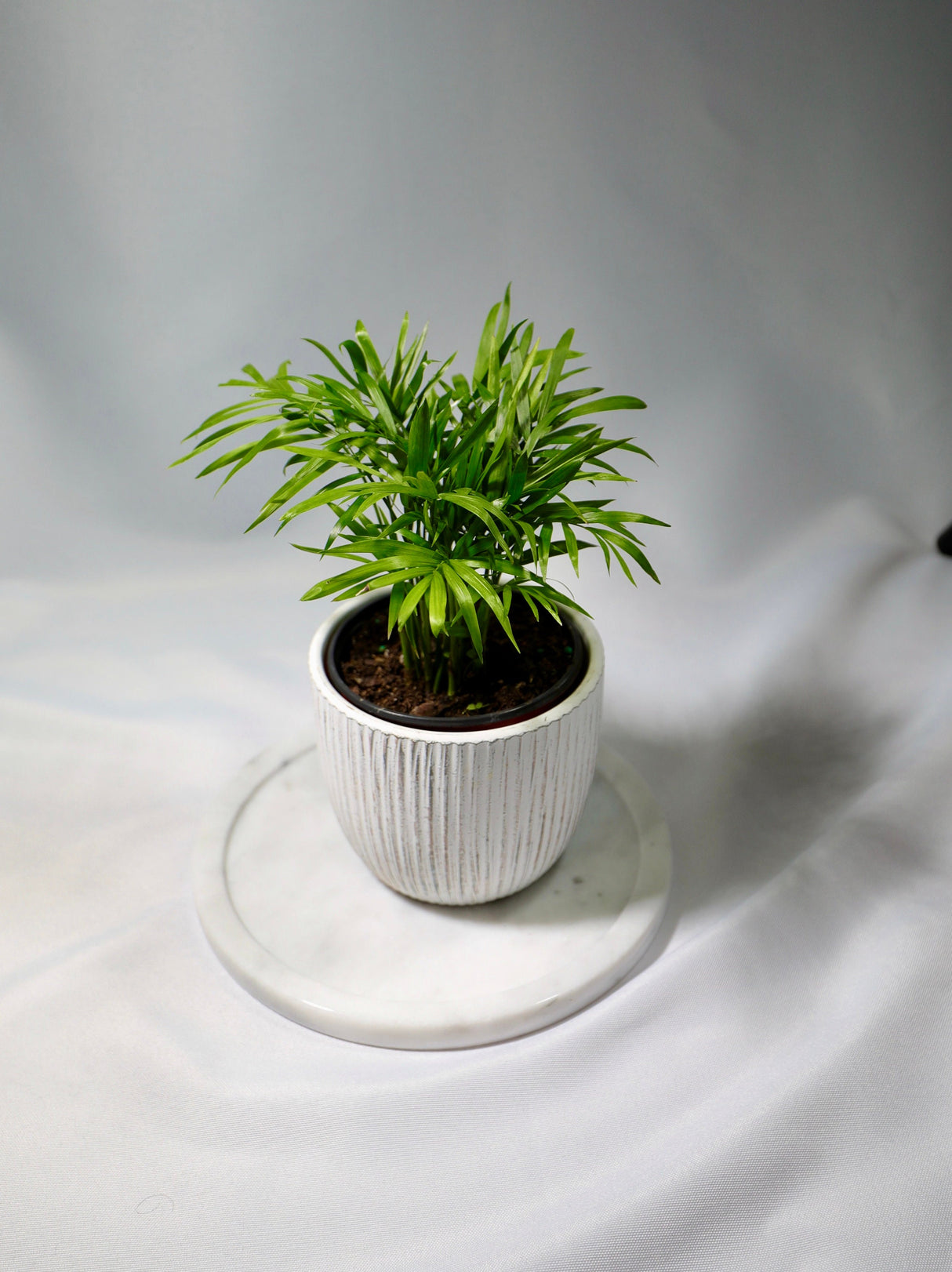 Parlour Palm Indoor Plant 3" - Easy care low light House plant - Air Purifier Plant in nursery pot - Chamaedorea Elegans
