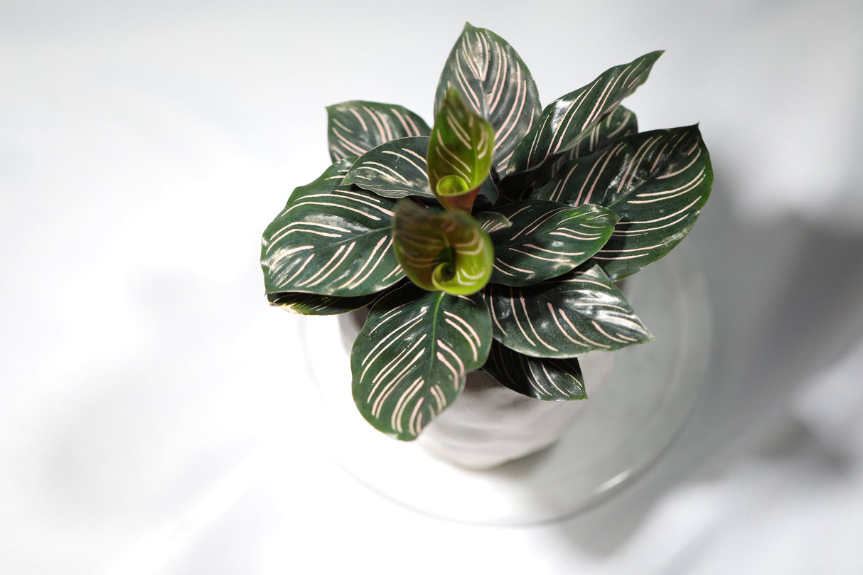 Pinstripe Calathea in a 3” Nursery Pot - Single Starter plant - Air Purifier Houseplant - Cathedral Plant Zebra Peacock Plant
