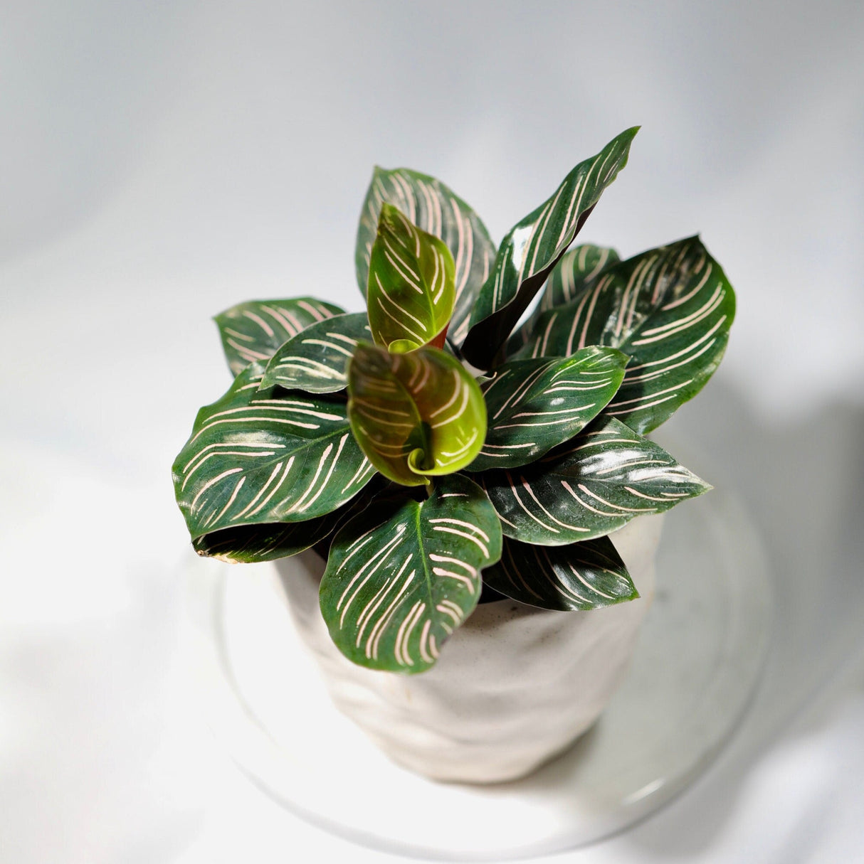 Pinstripe Calathea in a 3” Nursery Pot - Single Starter plant - Air Purifier Houseplant - Cathedral Plant Zebra Peacock Plant
