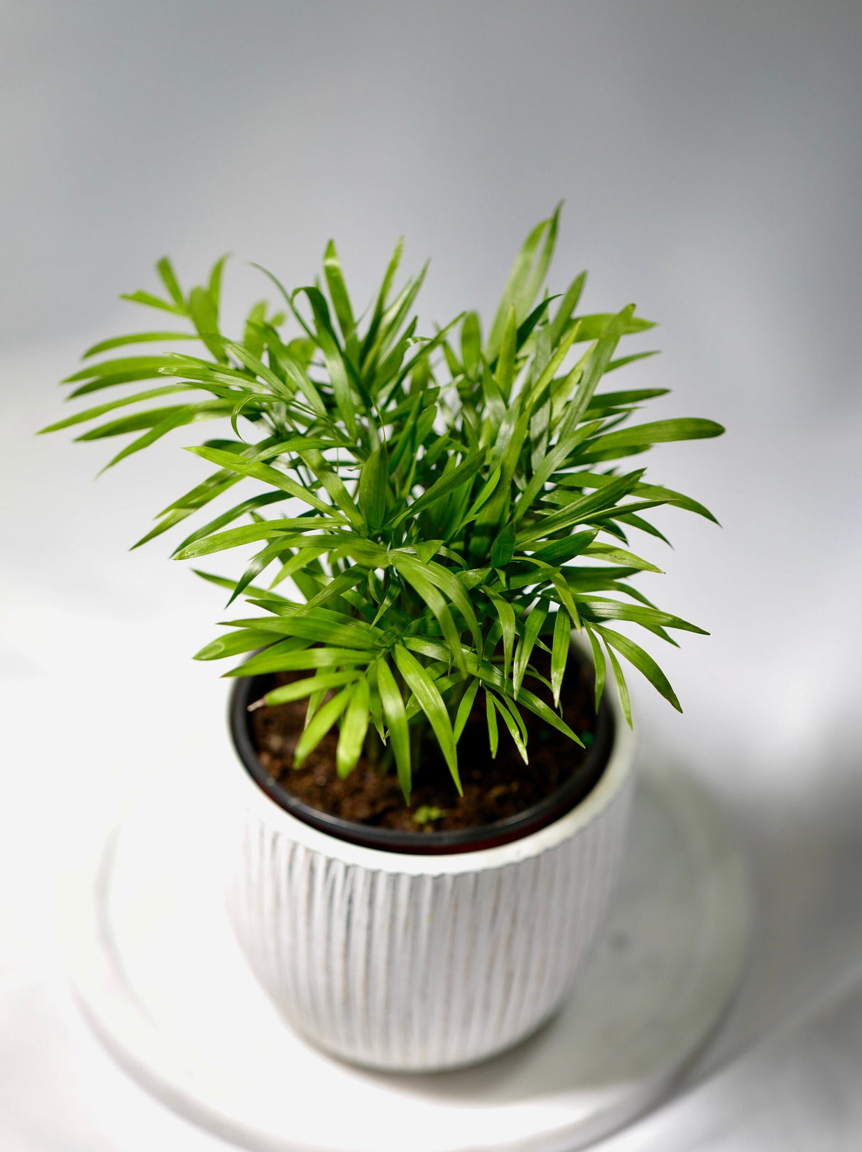 Parlour Palm Indoor Plant 3" - Easy care low light House plant - Air Purifier Plant in nursery pot - Chamaedorea Elegans