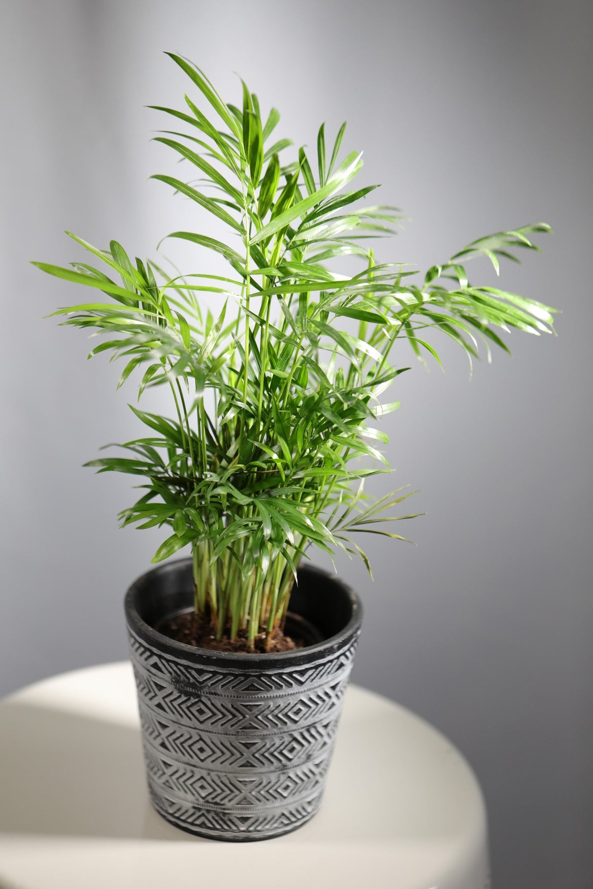 Parlor Palm Indoor Plant - Easy Care Low Light Houseplant - Air Purifier Plant - Chamaedorea Elegans - Gift Plant For Housewarming Gift