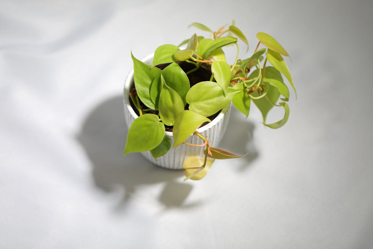 Lemon Lime Philodendron- Neon philodendron 3" inch pot - Philodendron Cordatum - Hederaceum - Lemon Lime - neon cordatum