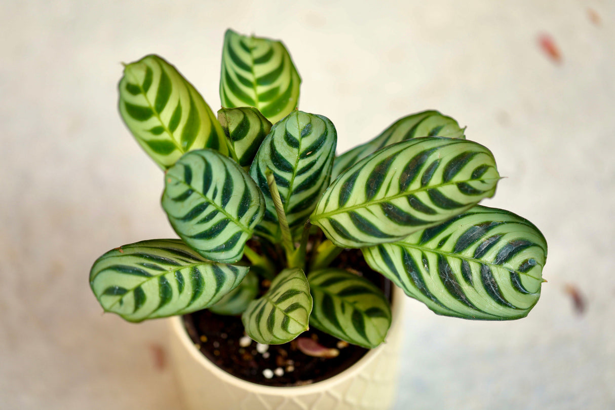 Calathea Burle Marx in a 3” Nursery Pot - Maranta Amabilis Burle Marxii Starter Plant - Air Purifier Houseplant - Calathea Fishbone Prayer Plant
