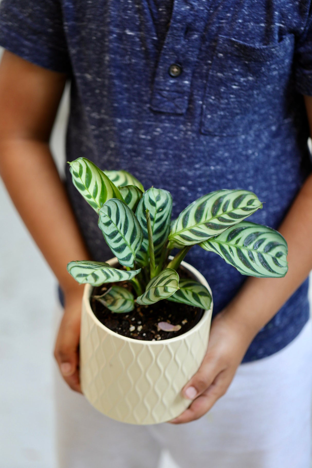Calathea Burle Marx in a 3” Nursery Pot - Maranta Amabilis Burle Marxii Starter Plant - Air Purifier Houseplant - Calathea Fishbone Prayer Plant