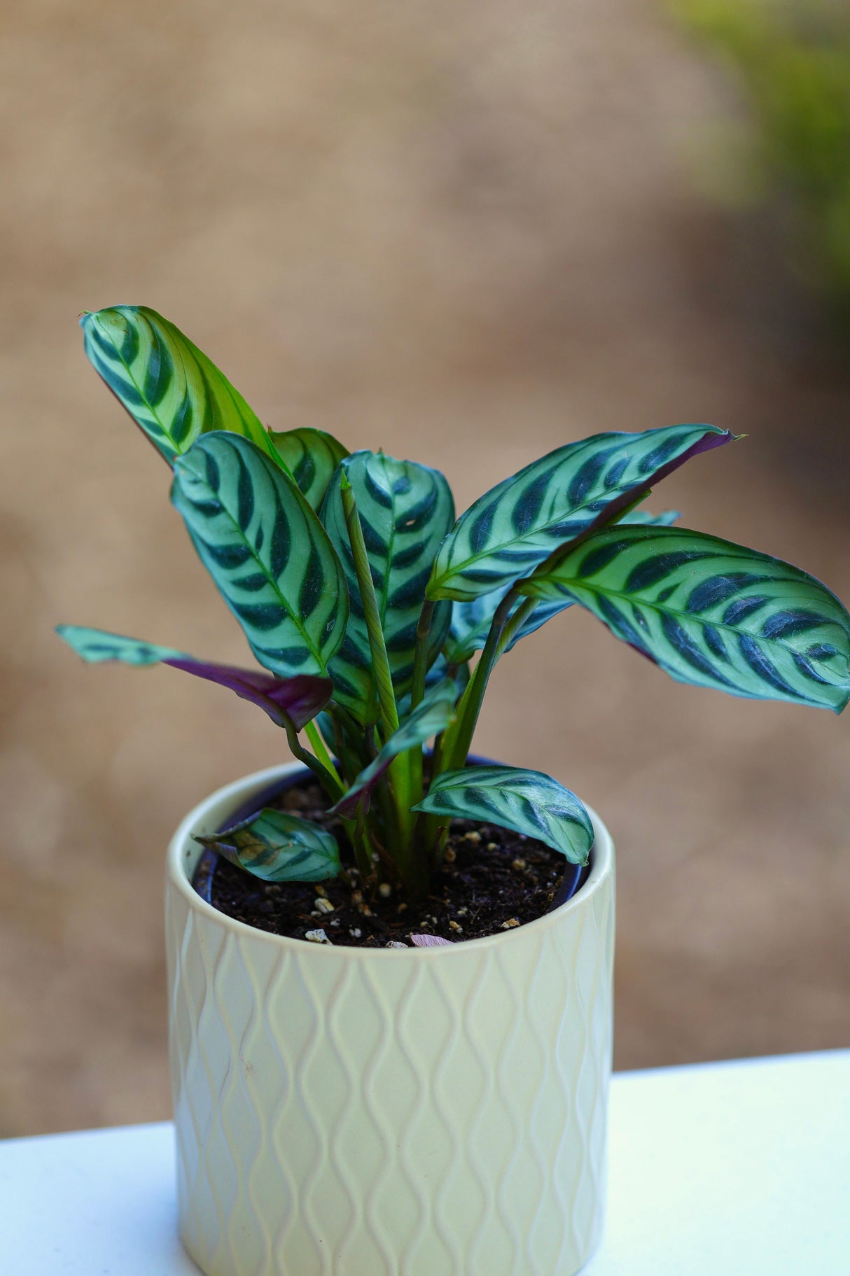 Calathea Burle Marx in a 3” Nursery Pot - Maranta Amabilis Burle Marxii Starter Plant - Air Purifier Houseplant - Calathea Fishbone Prayer Plant