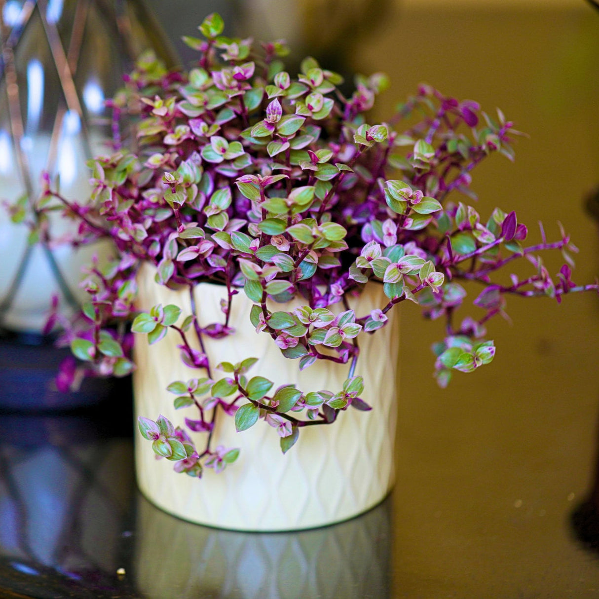 Callisia Repens Tradescantia 4” Nursery pot | Pink Indoor Plant | Large callisia with vines | Rare Tradescantia