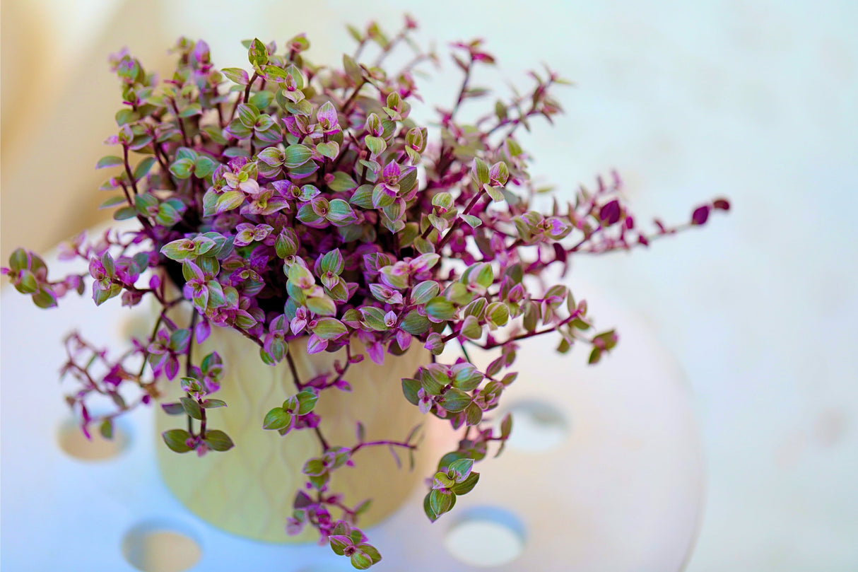 Callisia Repens Tradescantia 4” Nursery pot | Pink Indoor Plant | Large callisia with vines | Rare Tradescantia