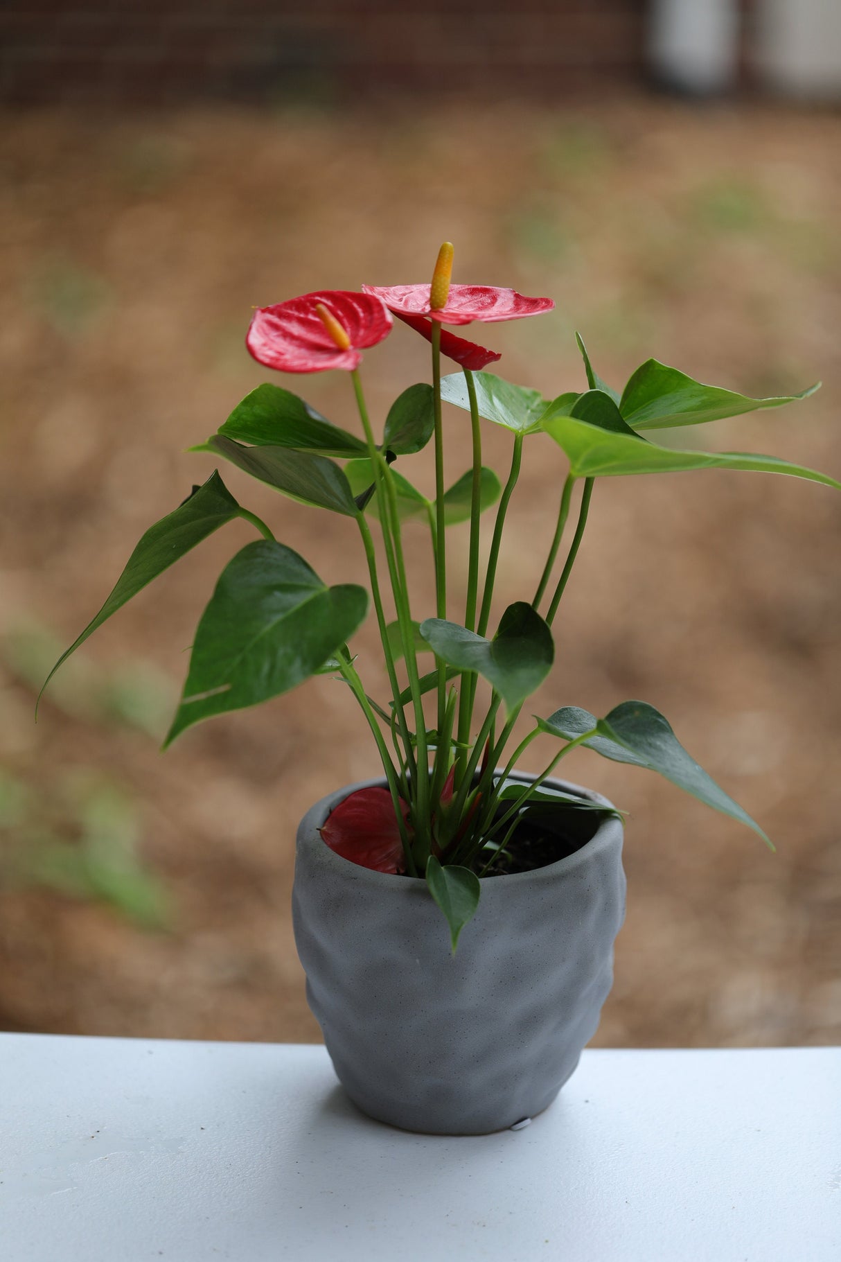 Anthurium Flowering Plant - Easy Care Hardy Red Flower Houseplant - Low Light Live indoor Flower Plant in 4" nursery with blooming flowers