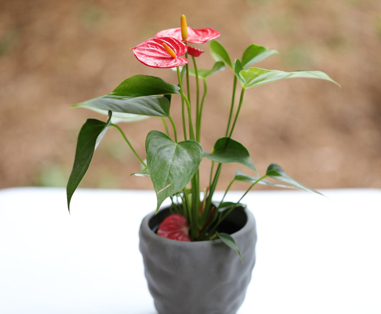 Anthurium Flowering Plant - Easy Care Hardy Red Flower Houseplant - Low Light Live indoor Flower Plant in 4" nursery with blooming flowers
