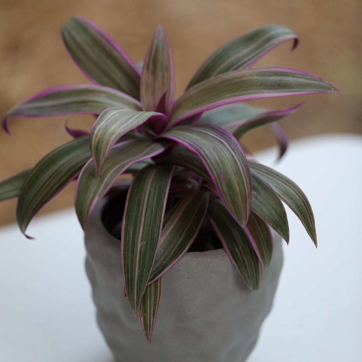 Tradescantia Spathacea - Tricolor - Moses in the Cradle Plant - Oyster plant - Rhoeo Tricolor - Houseplants Live Plant in Pot