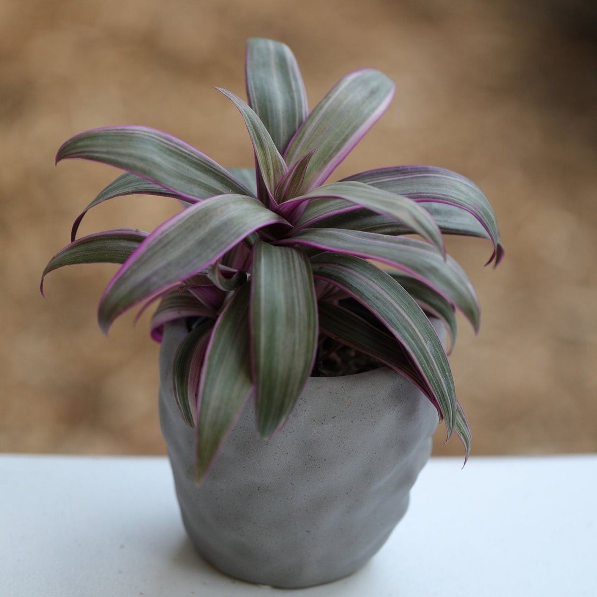 Tradescantia Spathacea - Tricolor - Moses in the Cradle Plant - Oyster plant - Rhoeo Tricolor - Houseplants Live Plant in Pot