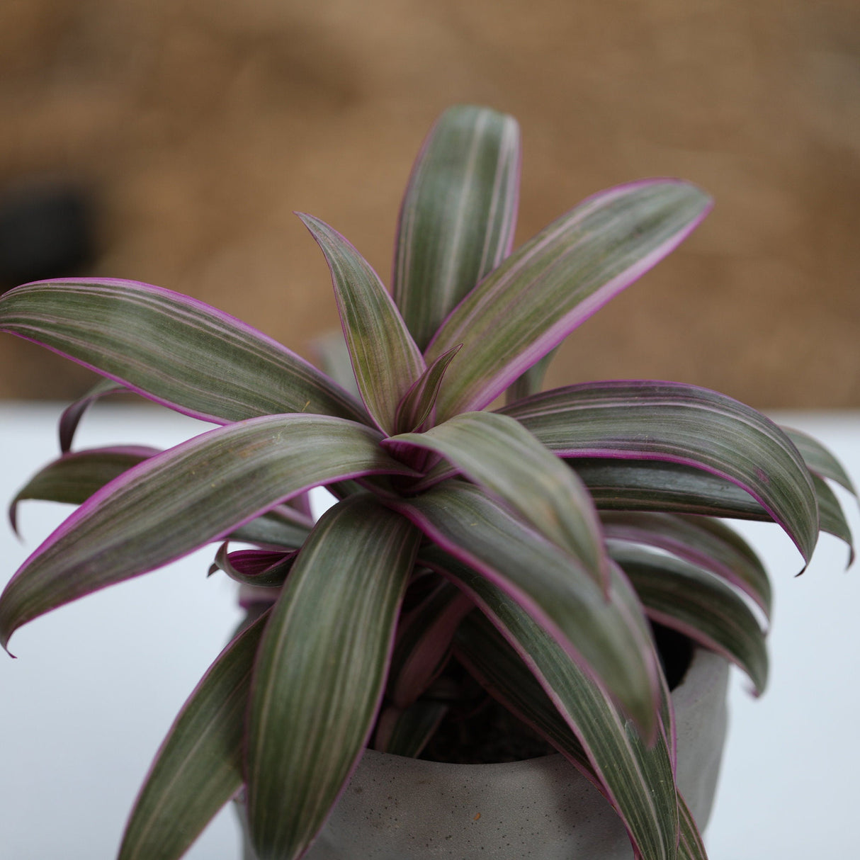 Tradescantia Spathacea - Tricolor - Moses in the Cradle Plant - Oyster plant - Rhoeo Tricolor - Houseplants Live Plant in Pot