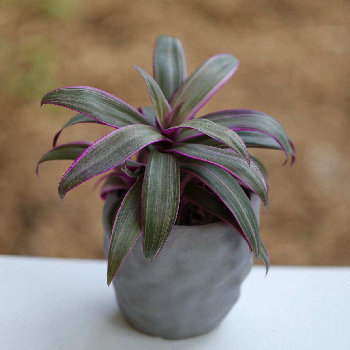 Tradescantia Spathacea - Tricolor - Moses in the Cradle Plant - Oyster plant - Rhoeo Tricolor - Houseplants Live Plant in Pot