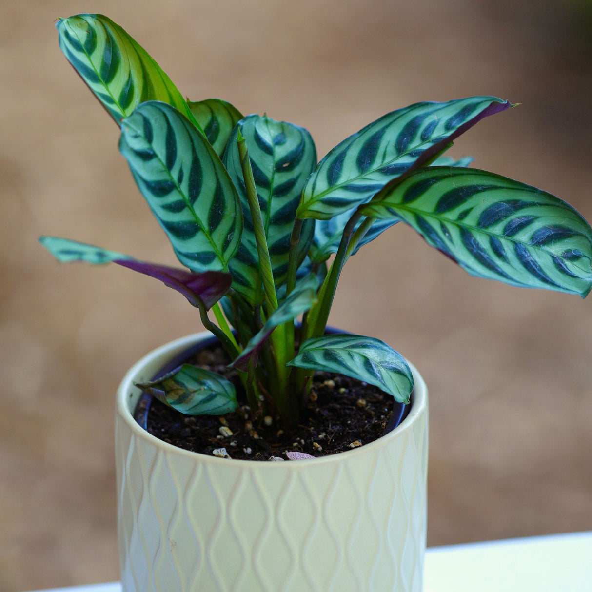 Calathea Burle Marx in a 3” Nursery Pot - Maranta Amabilis Burle Marxii Starter Plant - Air Purifier Houseplant - Calathea Fishbone Prayer Plant