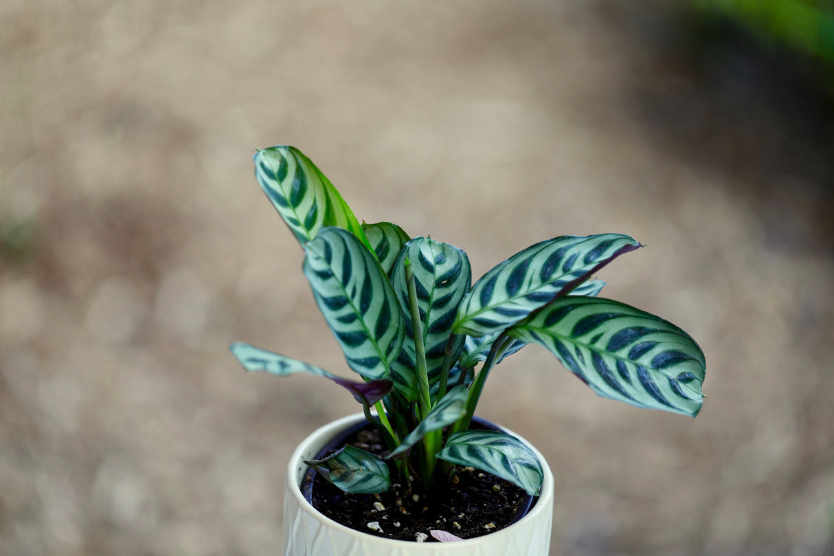 Calathea Burle Marx in a 3” Nursery Pot - Maranta Amabilis Burle Marxii Starter Plant - Air Purifier Houseplant - Calathea Fishbone Prayer Plant