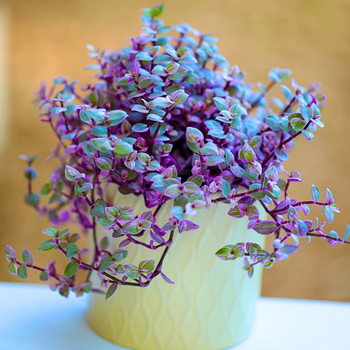 Callisia Repens Tradescantia 4” Nursery pot | Pink Indoor Plant | Large callisia with vines | Rare Tradescantia