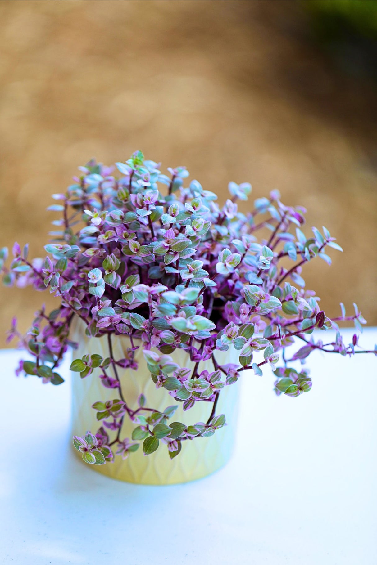 Callisia Repens Tradescantia 4” Nursery pot | Pink Indoor Plant | Large callisia with vines | Rare Tradescantia