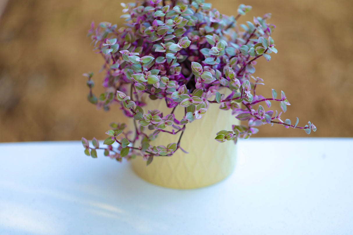 Callisia Repens Tradescantia 4” Nursery pot | Pink Indoor Plant | Large callisia with vines | Rare Tradescantia