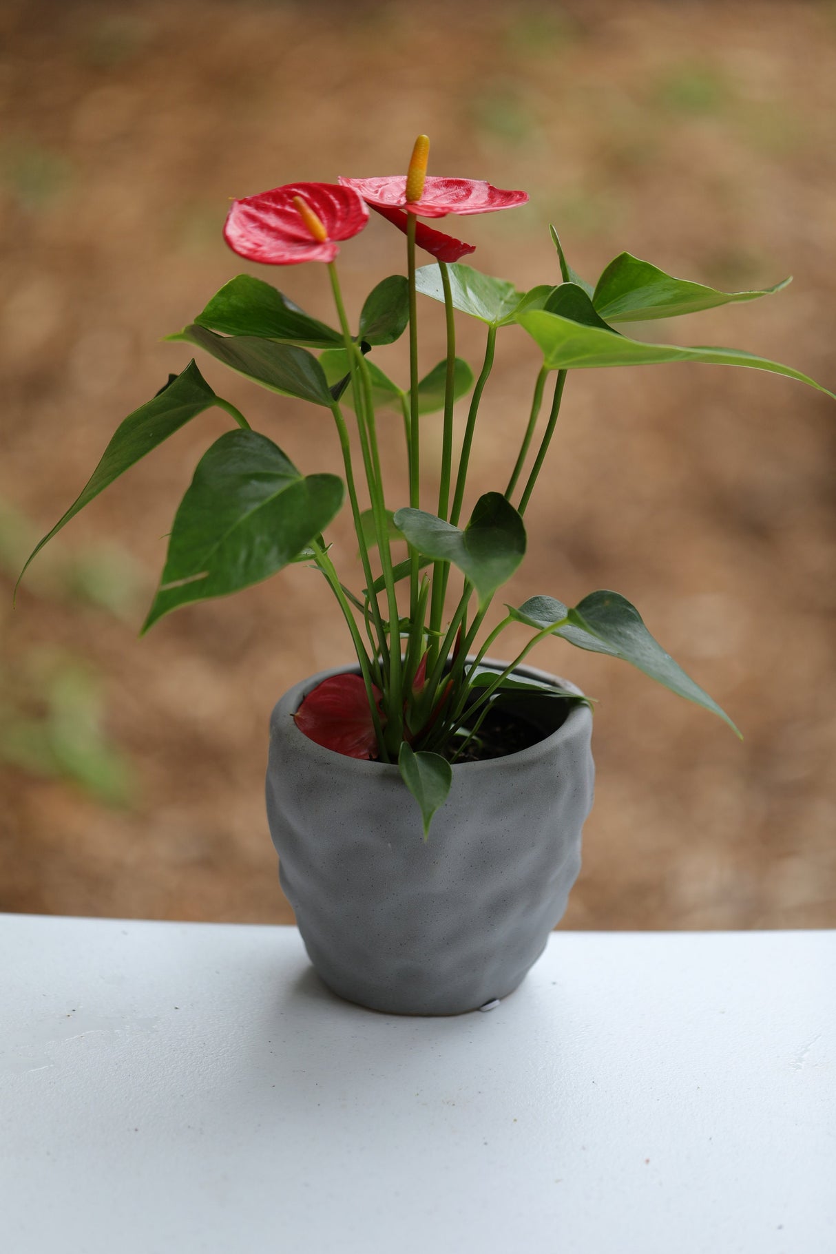Anthurium Flowering Plant - Easy Care Hardy Red Flower Houseplant - Low Light Live indoor Flower Plant in 4" nursery with blooming flowers