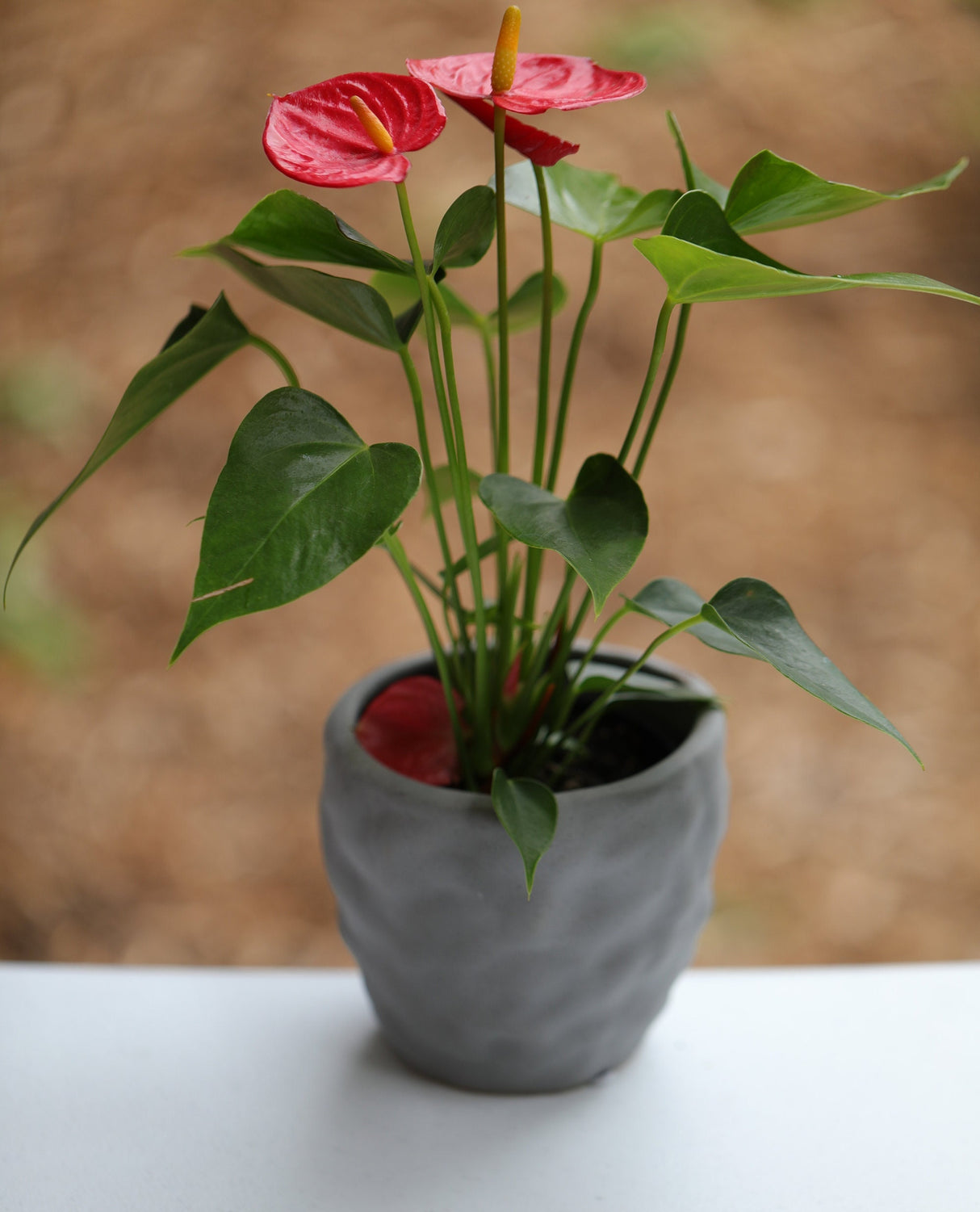 Anthurium Flowering Plant - Easy Care Hardy Red Flower Houseplant - Low Light Live indoor Flower Plant in 4" nursery with blooming flowers