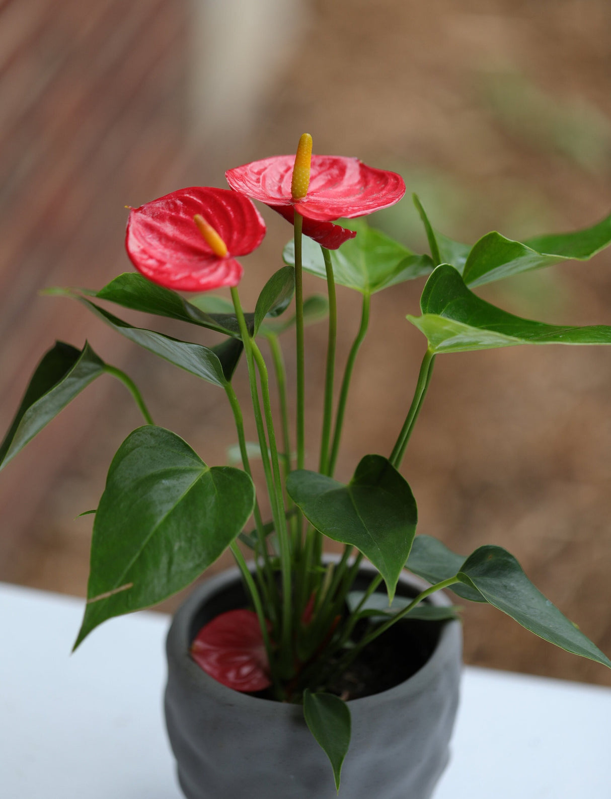Anthurium Flowering Plant - Easy Care Hardy Red Flower Houseplant - Low Light Live indoor Flower Plant in 4" nursery with blooming flowers