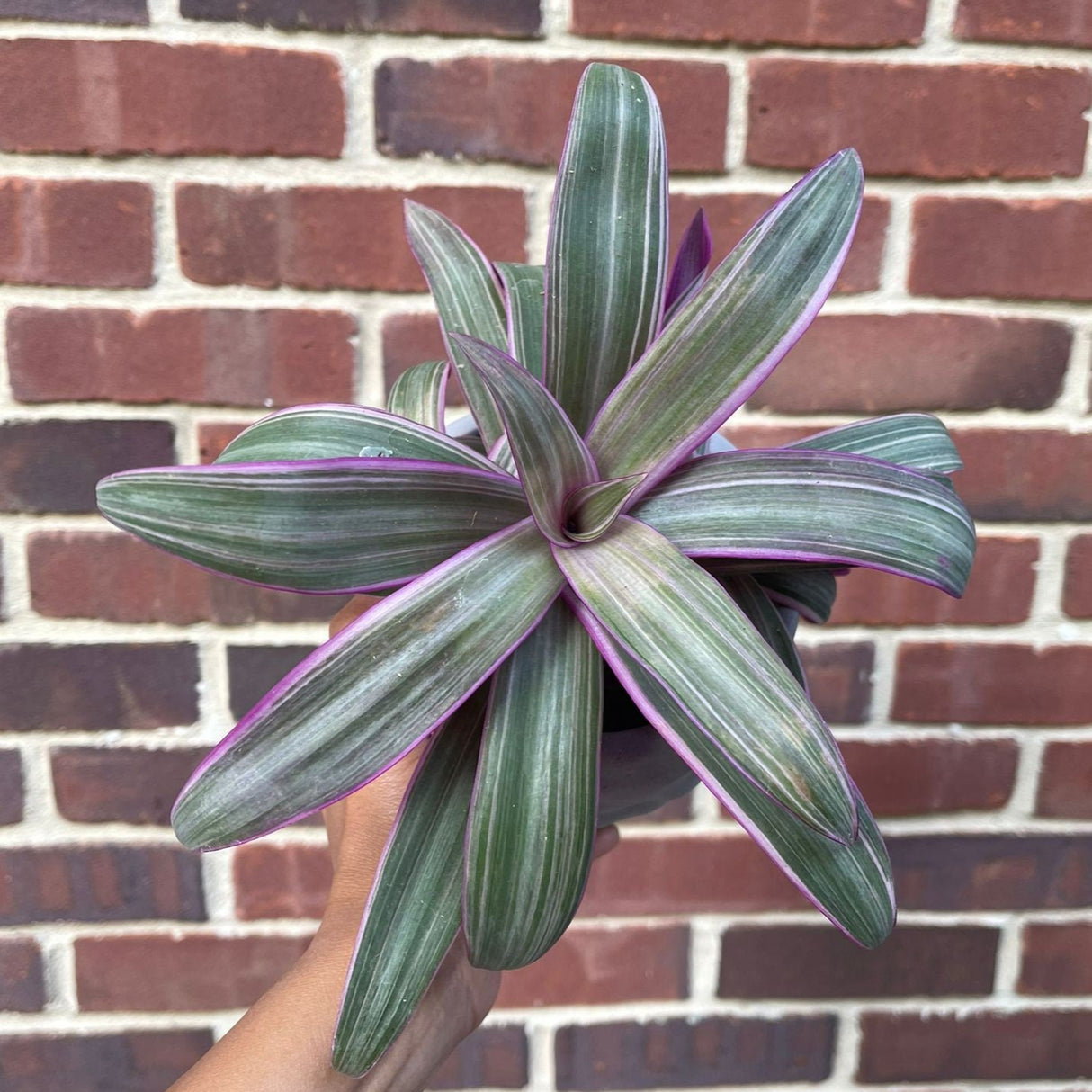 Tradescantia Spathacea - Tricolor - Moses in the Cradle Plant - Oyster plant - Rhoeo Tricolor - Houseplants Live Plant in Pot