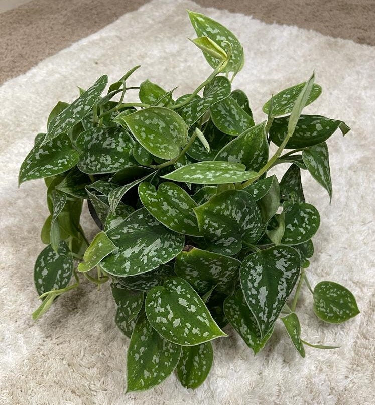 Silver Satin Pothos - Scindapsus Pictus Argyraeus - Silver Pothos Live plant in 6" Hanging pot