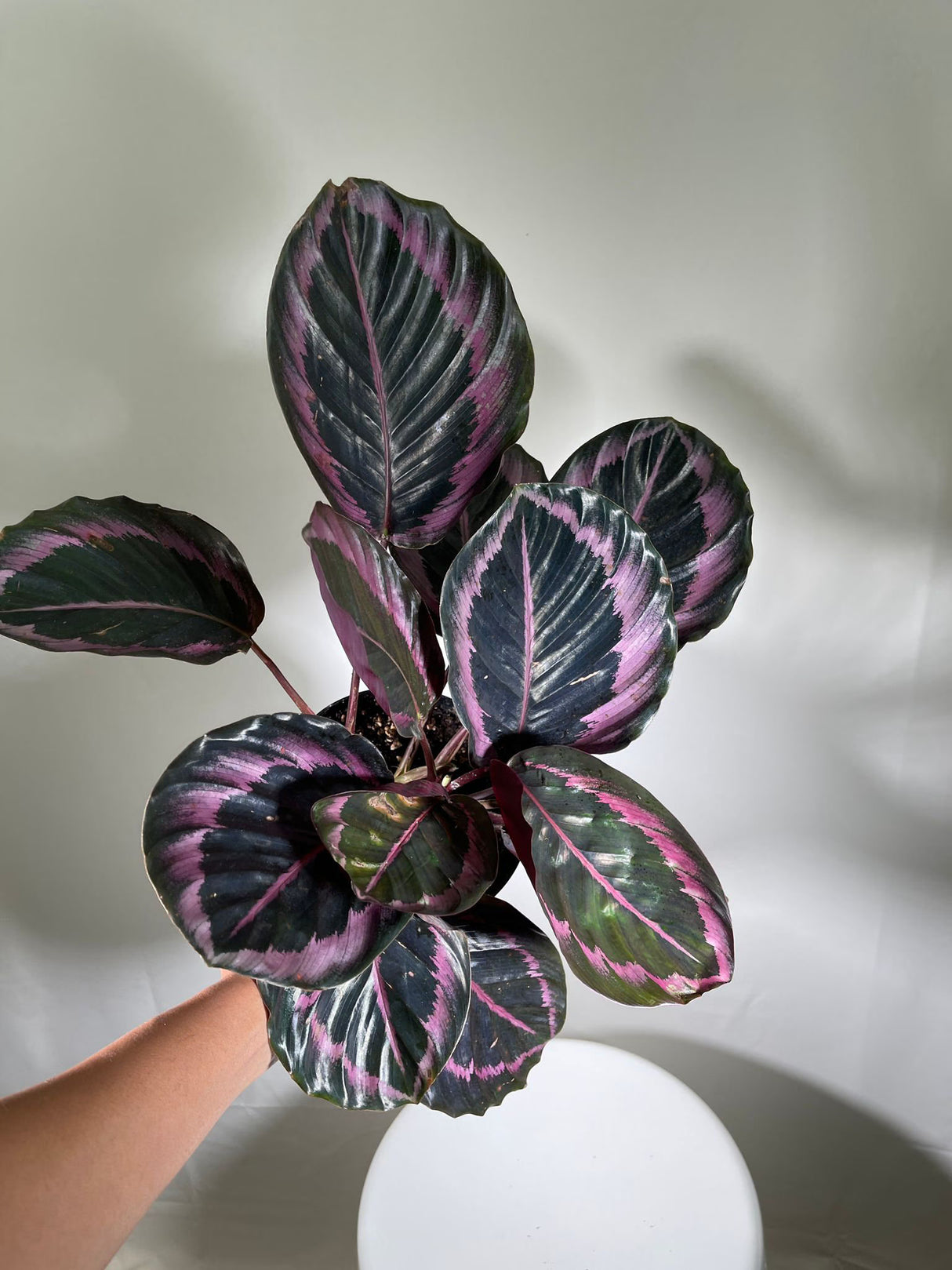 4" Calathea Dottie Bulk 10 Pots – Calathea Roseopicta Prayer Plants (Case of 10 Pots)