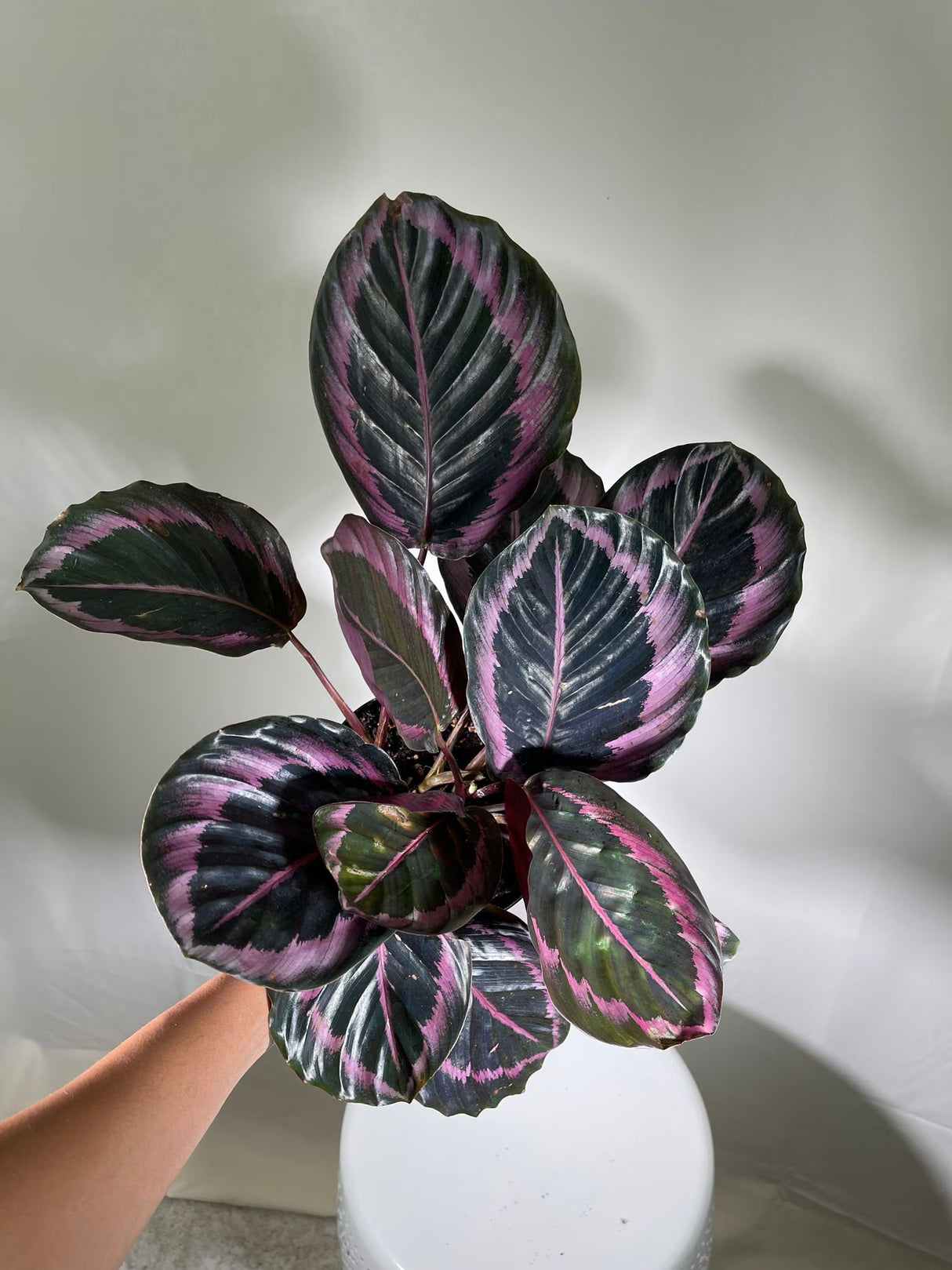 4" Calathea Dottie Bulk 10 Pots – Calathea Roseopicta Prayer Plants (Case of 10 Pots)