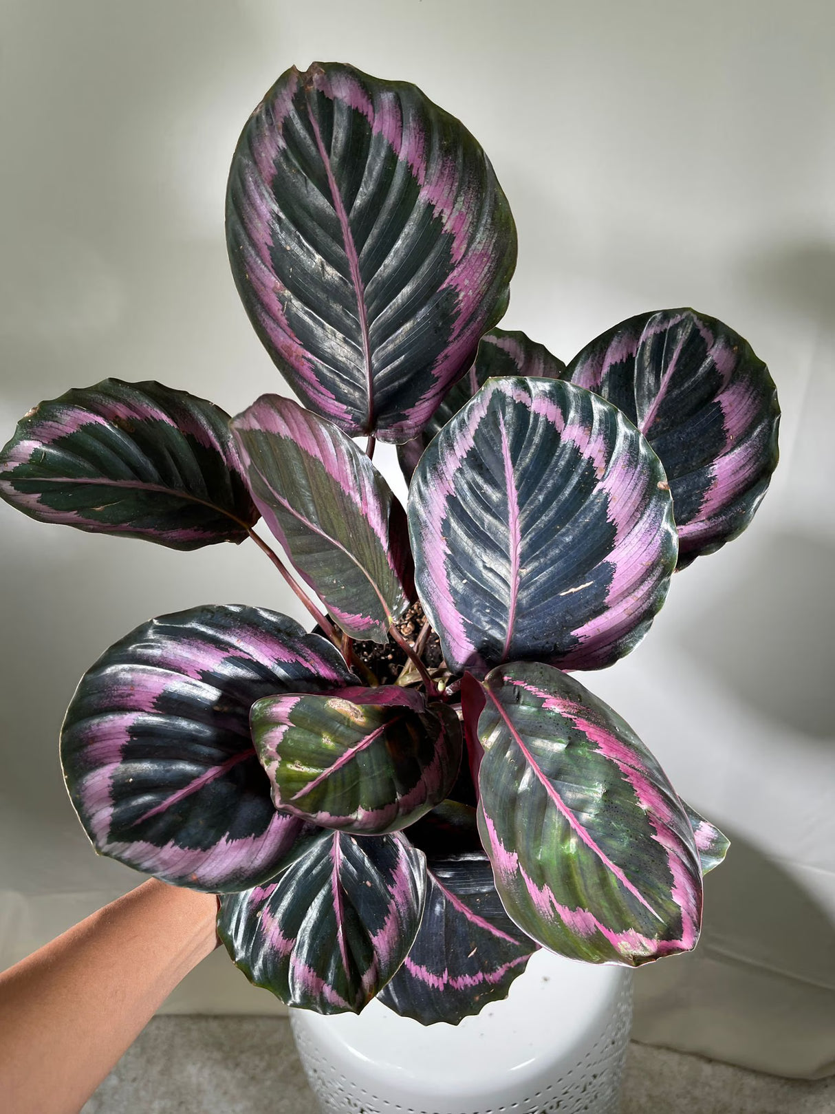 4" Calathea Dottie Bulk 10 Pots – Calathea Roseopicta Prayer Plants (Case of 10 Pots)