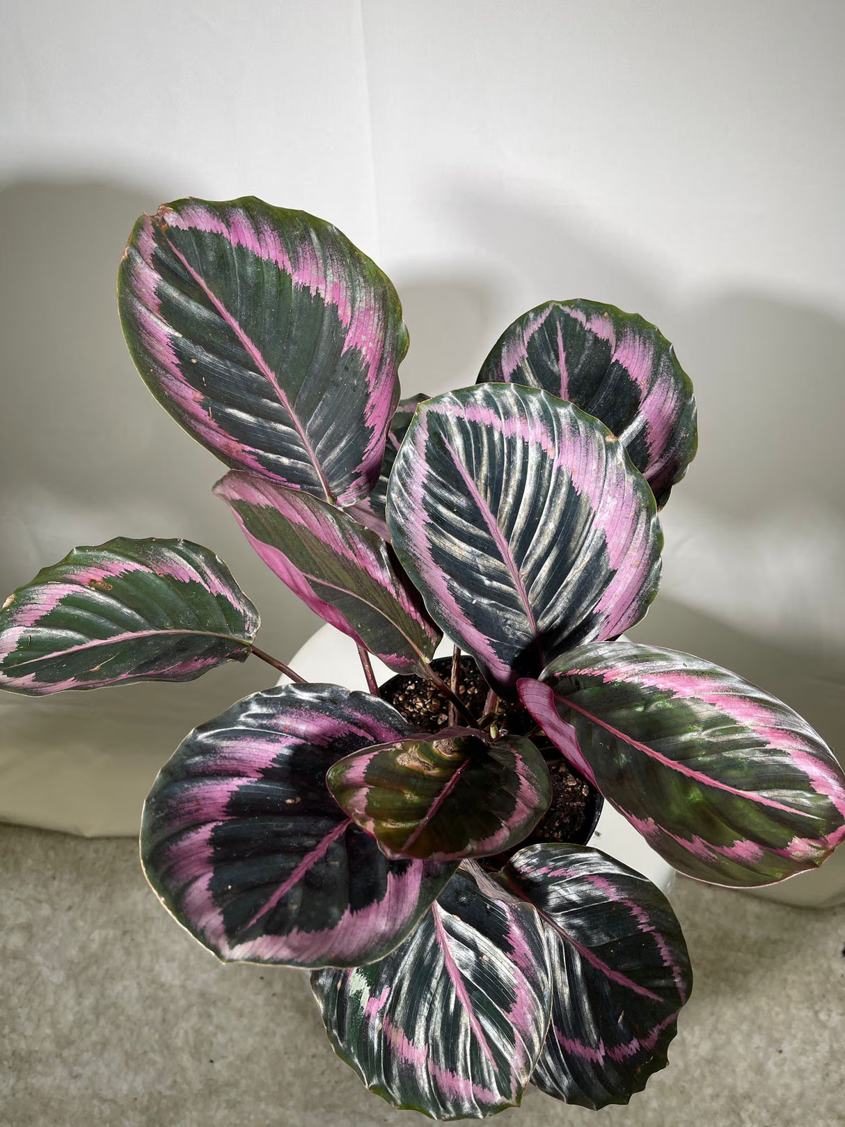 4" Calathea Dottie Bulk 10 Pots – Calathea Roseopicta Prayer Plants (Case of 10 Pots)