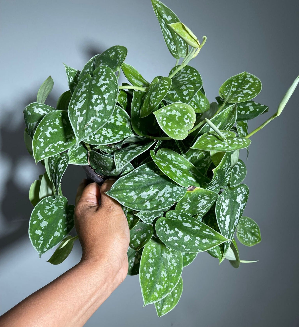 Silver Satin Pothos - Scindapsus Pictus Argyraeus - Silver Pothos Live plant in 6" Hanging pot