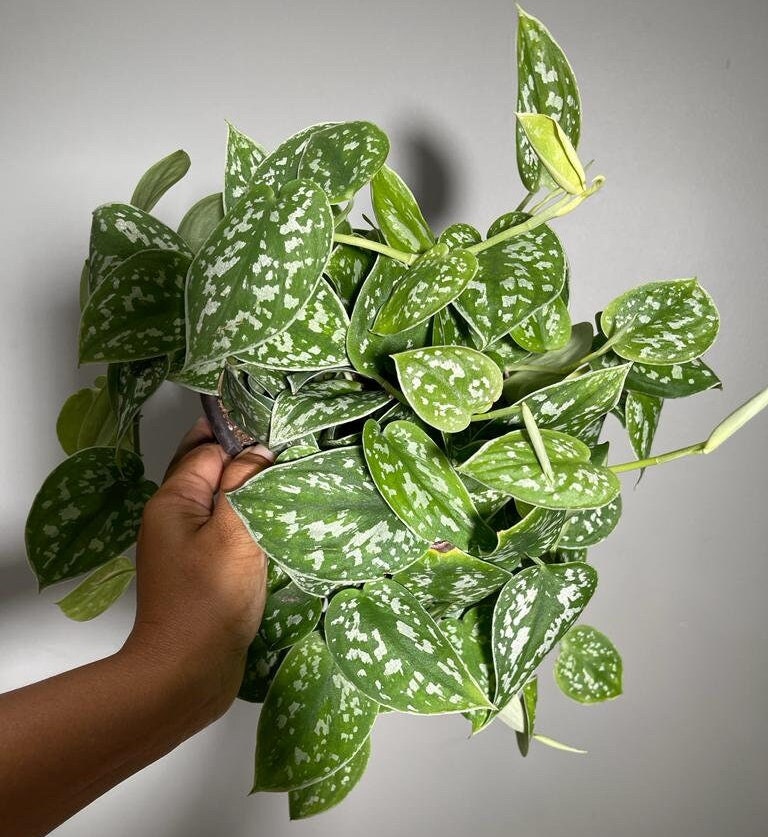 Silver Satin Pothos - Scindapsus Pictus Argyraeus - Silver Pothos Live plant in 6" Hanging pot