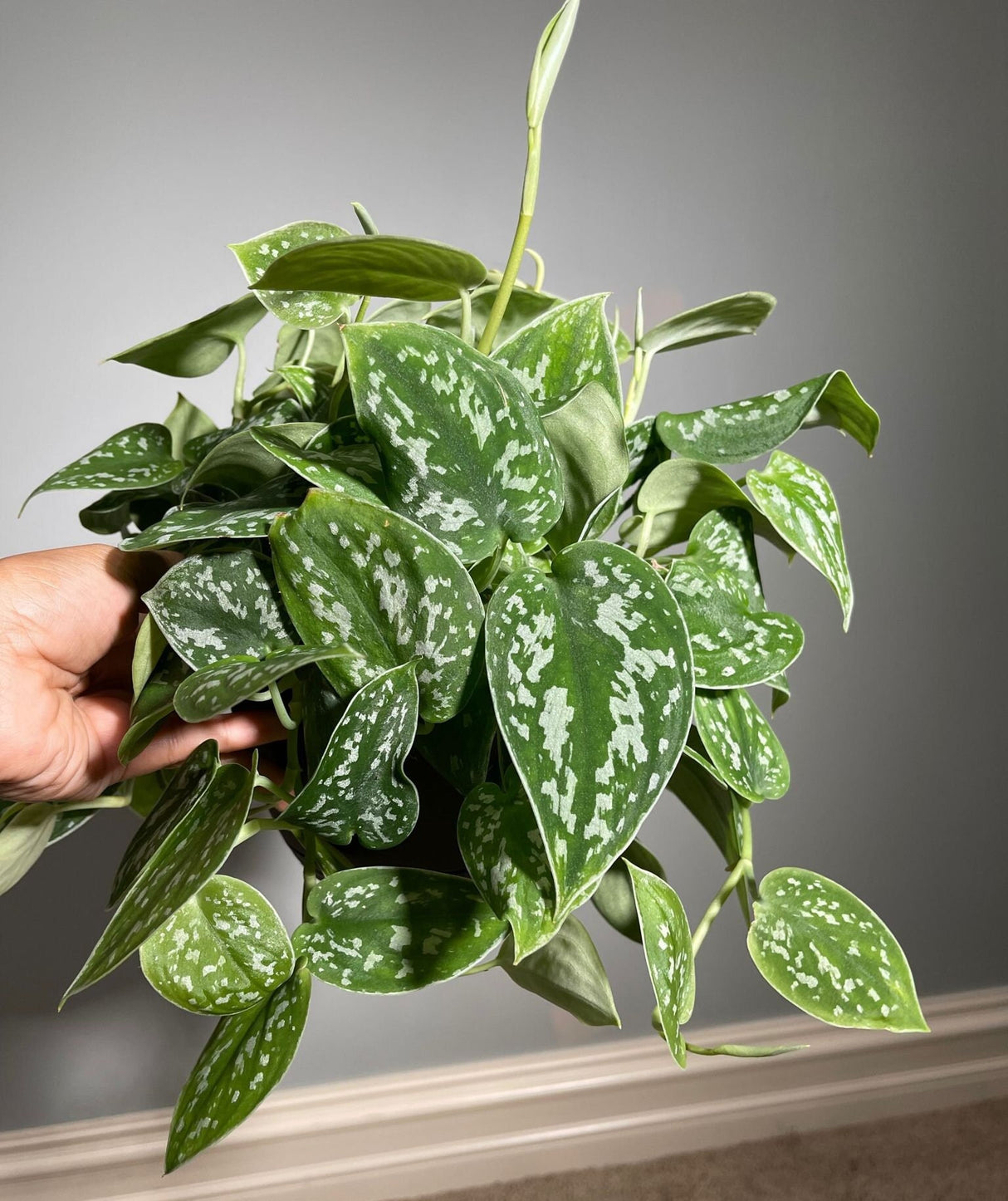 Silver Satin Pothos - Scindapsus Pictus Argyraeus - Silver Pothos Live plant in 6" Hanging pot