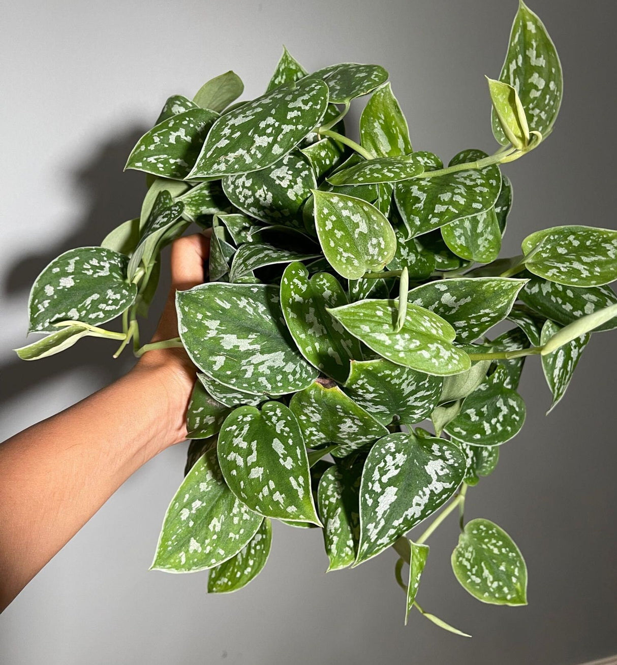 Silver Satin Pothos - Scindapsus Pictus Argyraeus - Silver Pothos Live plant in 6" Hanging pot
