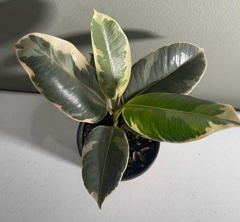 Variegated ficus elastica tineke rubber plant 4 inch - Ficus elastica Tineke - Rubber Tree - Variegated Tropical Plant - Indoor Plant
