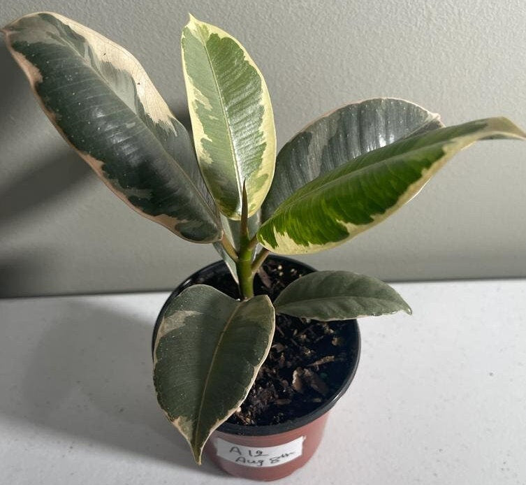 Variegated ficus elastica tineke rubber plant 4 inch - Ficus elastica Tineke - Rubber Tree - Variegated Tropical Plant - Indoor Plant