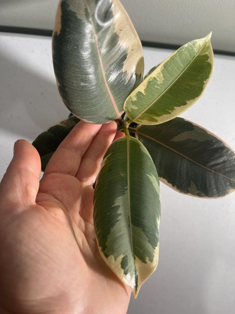 Variegated ficus elastica tineke rubber plant 4 inch - Ficus elastica Tineke - Rubber Tree - Variegated Tropical Plant - Indoor Plant