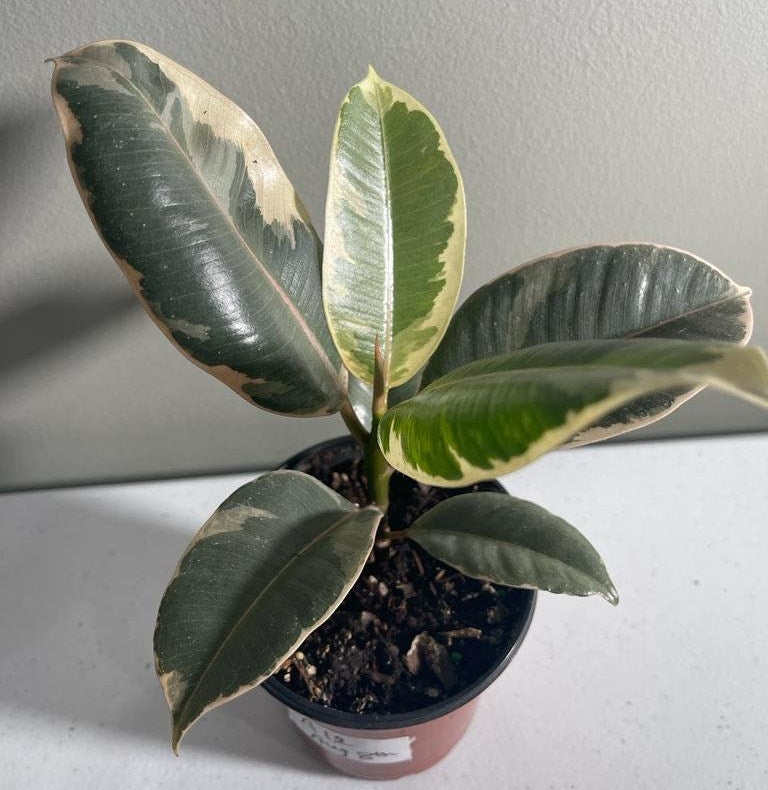 Variegated ficus elastica tineke rubber plant 4 inch - Ficus elastica Tineke - Rubber Tree - Variegated Tropical Plant - Indoor Plant