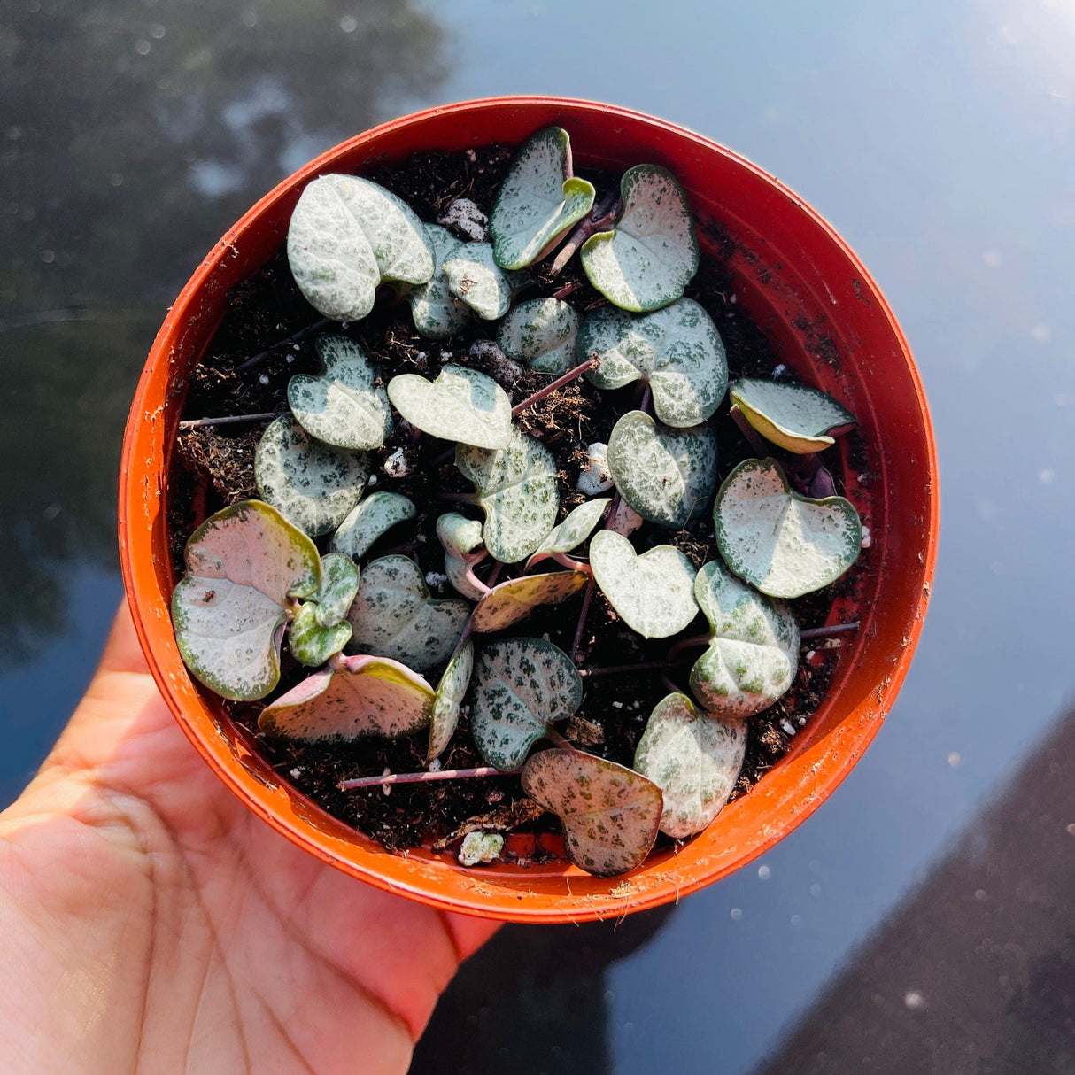 String of Heart Unrooted Cuttings 12 Single Cuts - Starter String of Heart Succulent Plant cutting