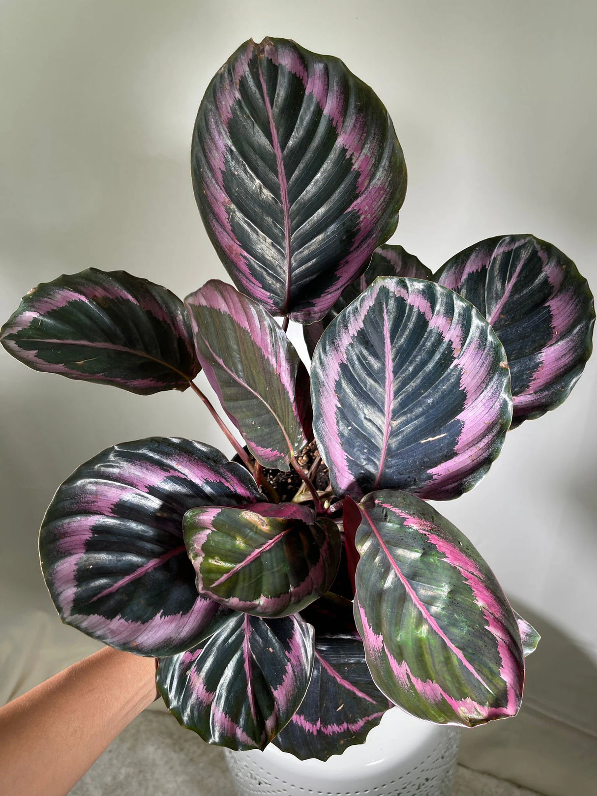 4" Calathea Dottie Bulk 10 Pots – Calathea Roseopicta Prayer Plants (Case of 10 Pots)