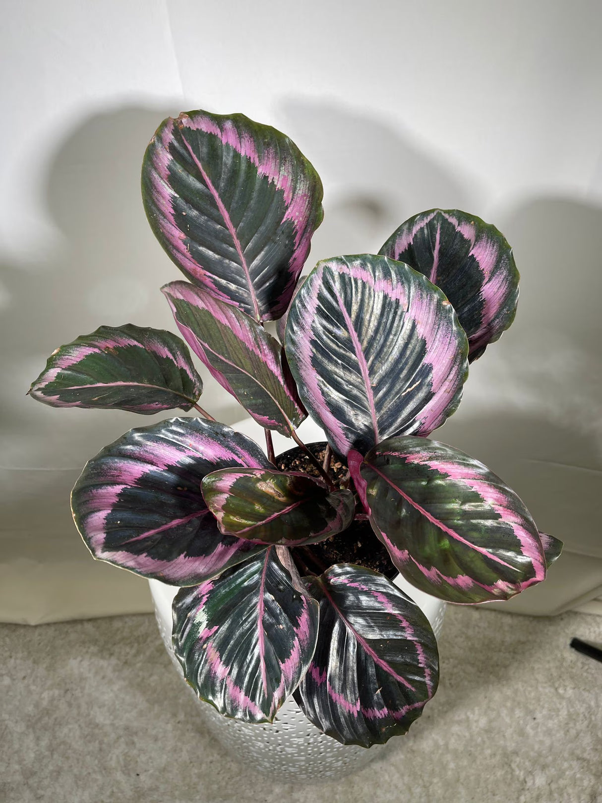4" Calathea Dottie Bulk 10 Pots – Calathea Roseopicta Prayer Plants (Case of 10 Pots)