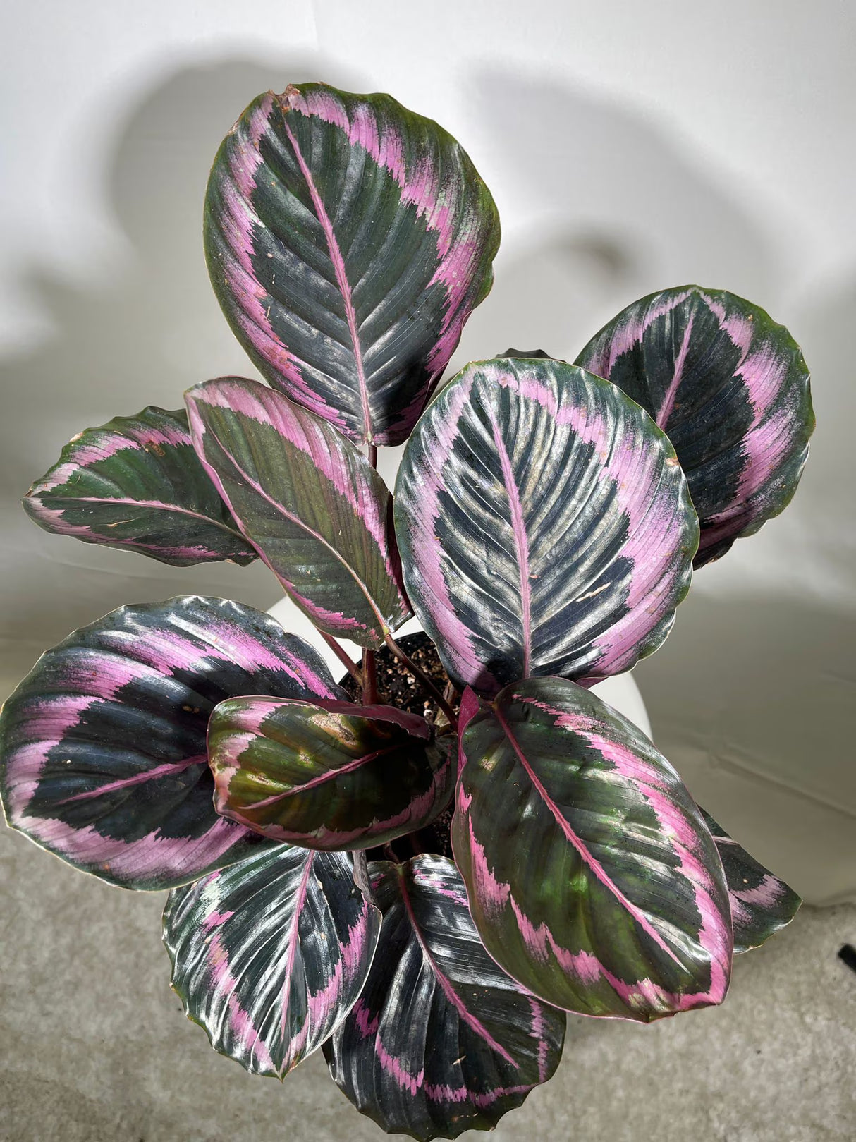 4" Calathea Dottie Bulk 10 Pots – Calathea Roseopicta Prayer Plants (Case of 10 Pots)