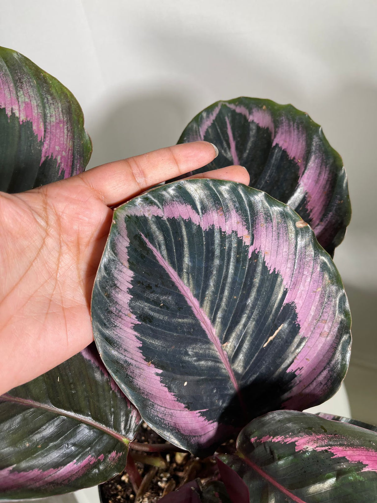 4" Calathea Dottie Bulk 10 Pots – Calathea Roseopicta Prayer Plants (Case of 10 Pots)