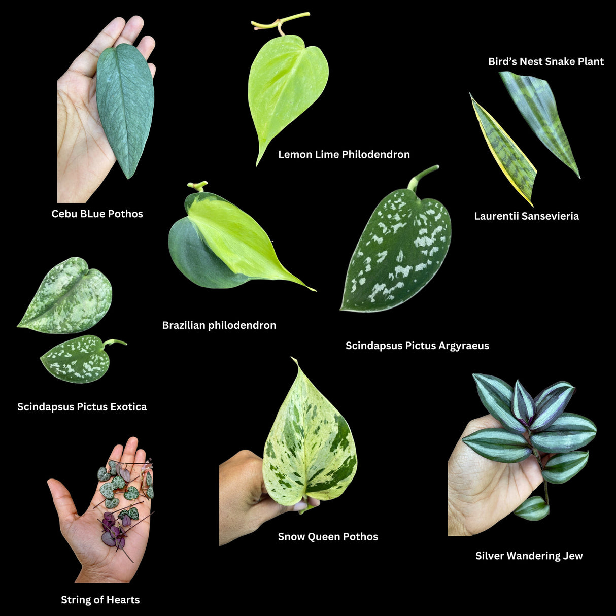 Indoor Easy Care plant Cuttings Bundle - Mystery Box House Plant Clippings  - Cuttings for Propagation Pothos Philodendron Wandering Jew